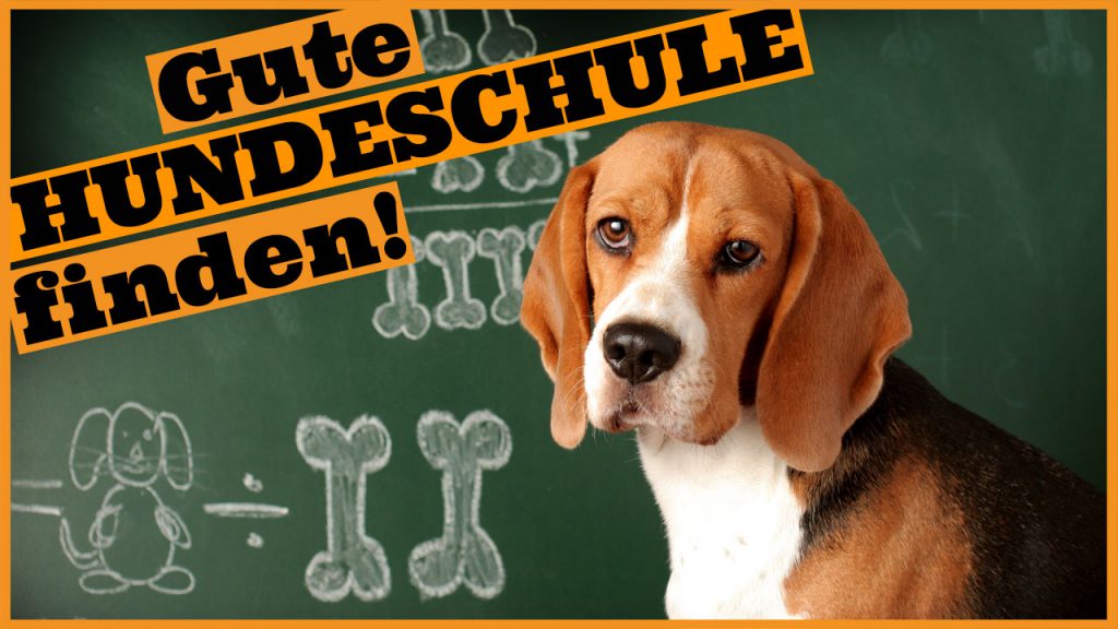 merkmale gute hundeschule