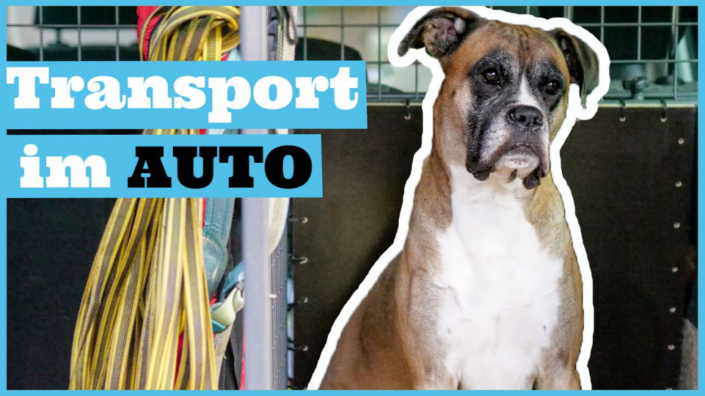 hund im auto transportieren