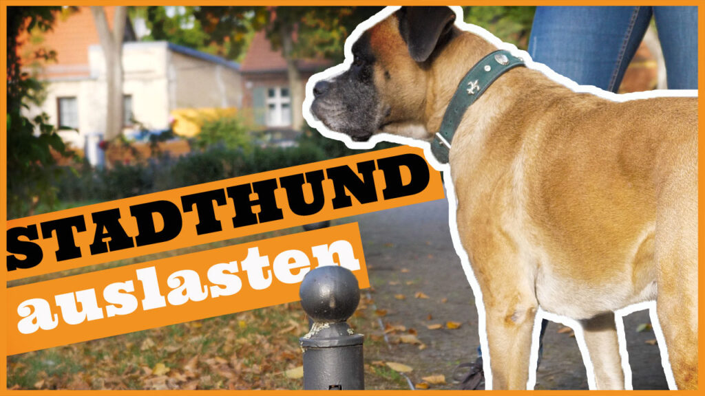 hund in der stadt beschaeftigen dogstv