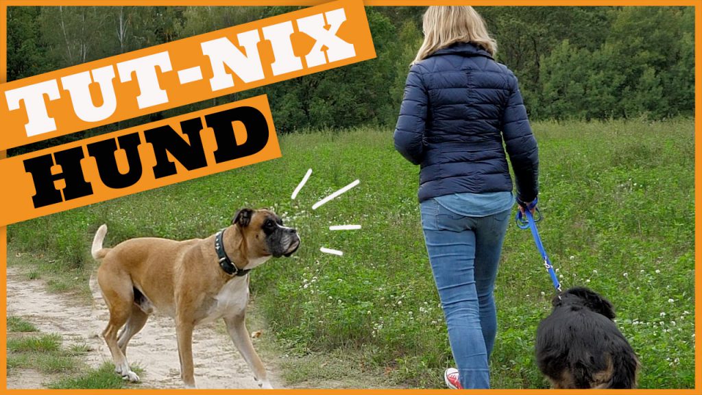 hund tut nichts der tut-nix-hund dogstv