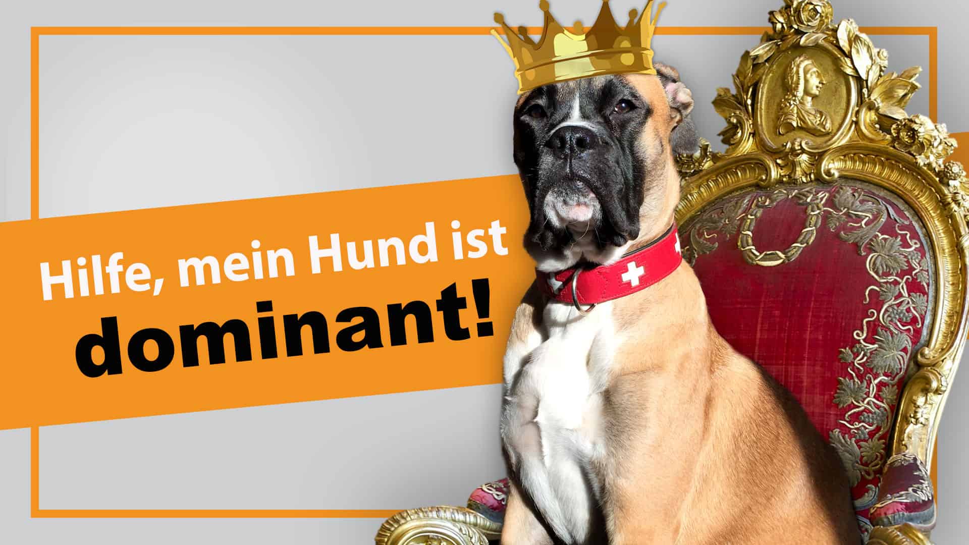 Dominanter Hund I Mein Hund ist der Chef I Mythen und Irrtümer