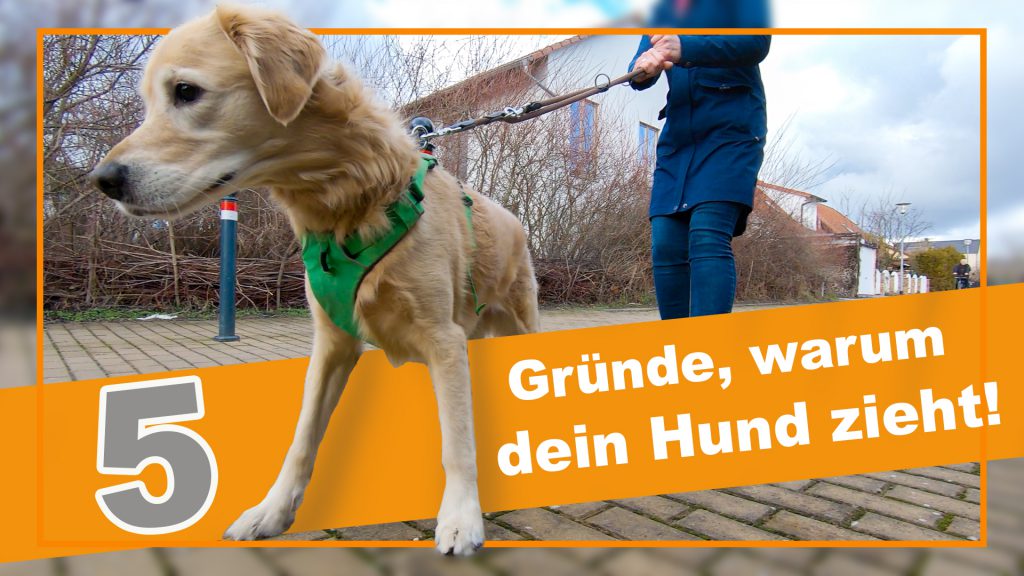 hund zieht an der leine leinenführigkeit gründe dogstv