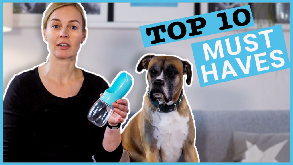 must haves für hunde hundezubehör dogstv