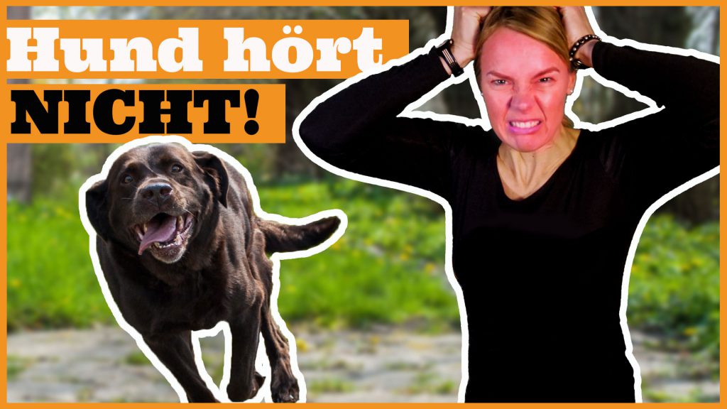 hund hört nicht dogstv