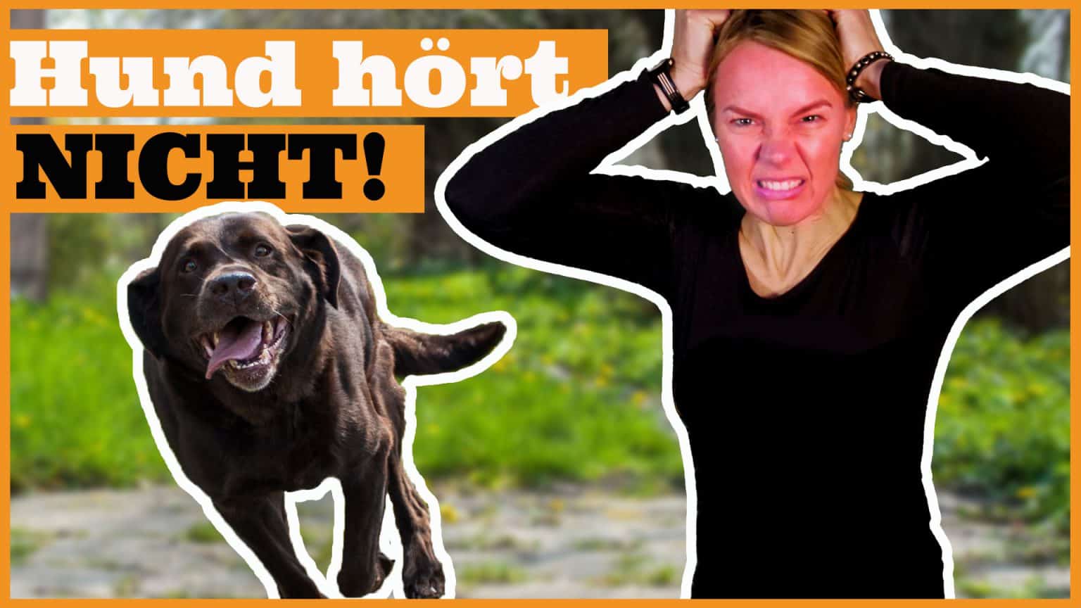hund hört nicht