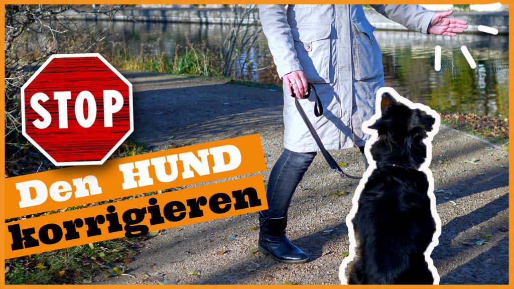 hund korrigieren unerwünschtes verhalten hund dogstv