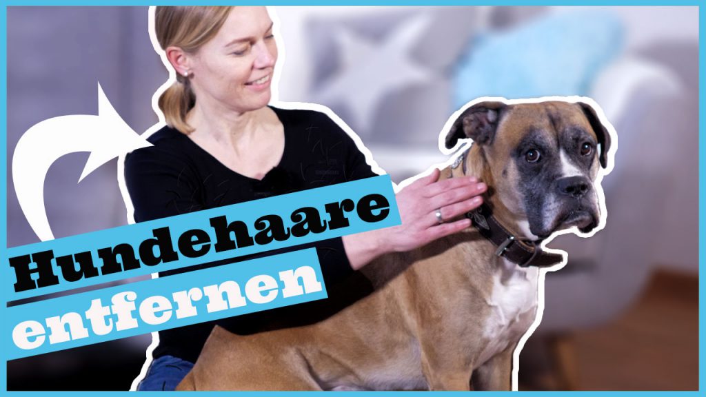 hundehaare entfernen dogstv