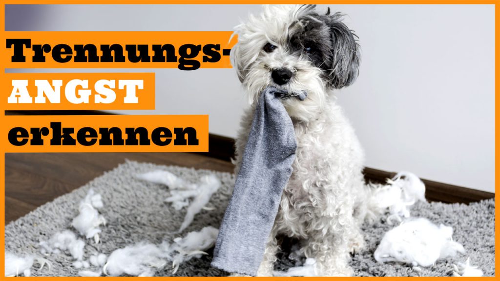 hund trennungsangst dogstv