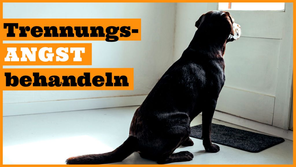 Trennungsangst hund behandeln dogstv