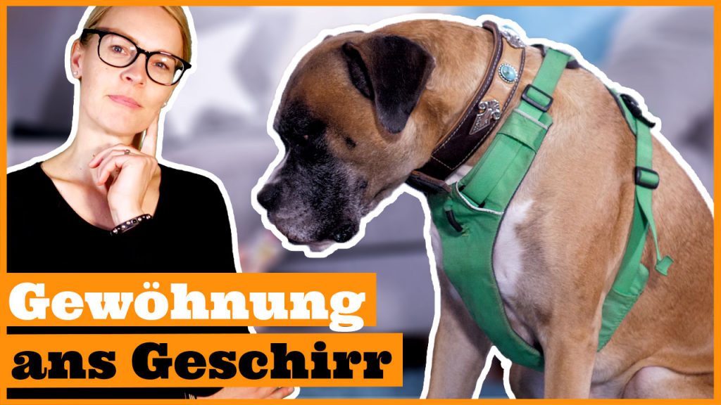 hundegeschirr anlegen gewöhnung geschirr dogstv