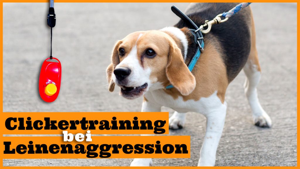 clickertraining leinenaggression dogstv