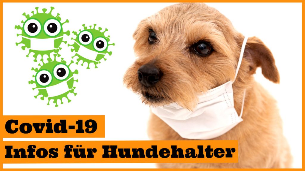 coronavirus hund pandemie ausgangssperre covid-10 dogstv