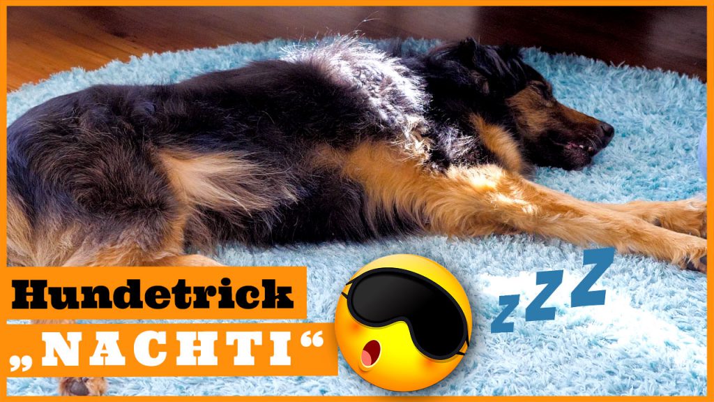 hundetricks beibringen hundetrick nachti dogstv