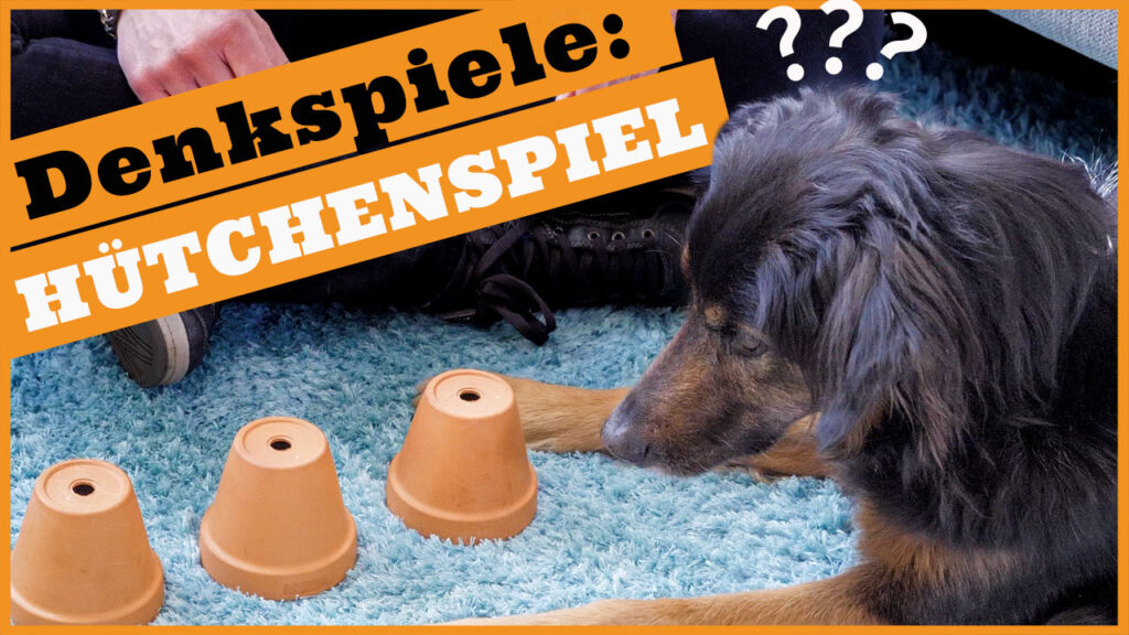 denkspiel hund dogstv