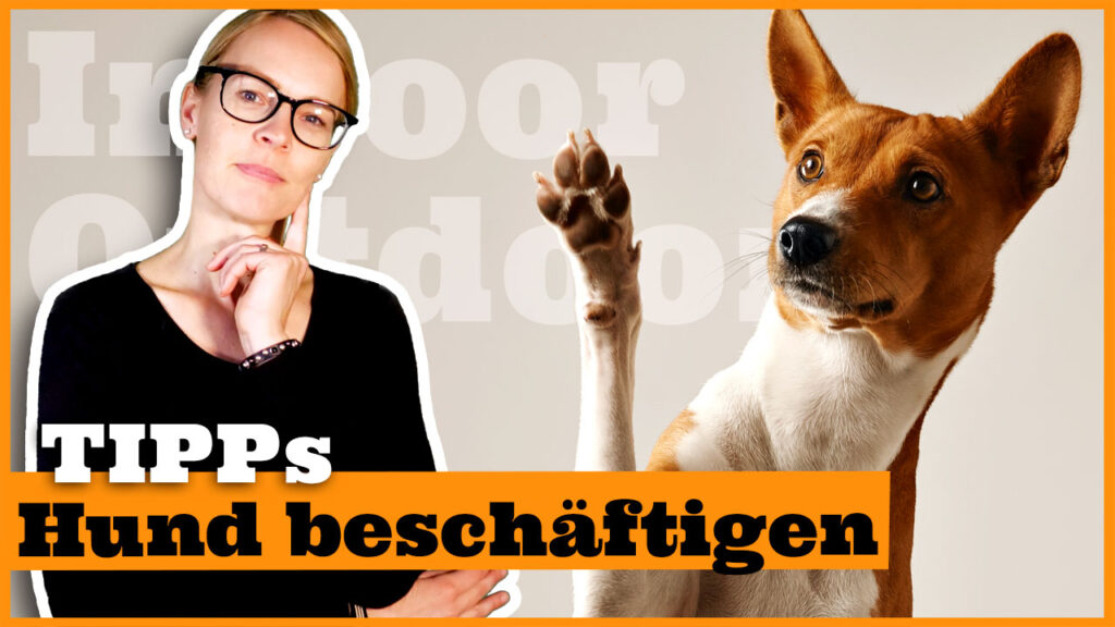 hund zu hause beschaeftigen dogstv