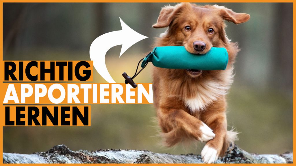 Hund apportieren beibringen dummytraining dogstv