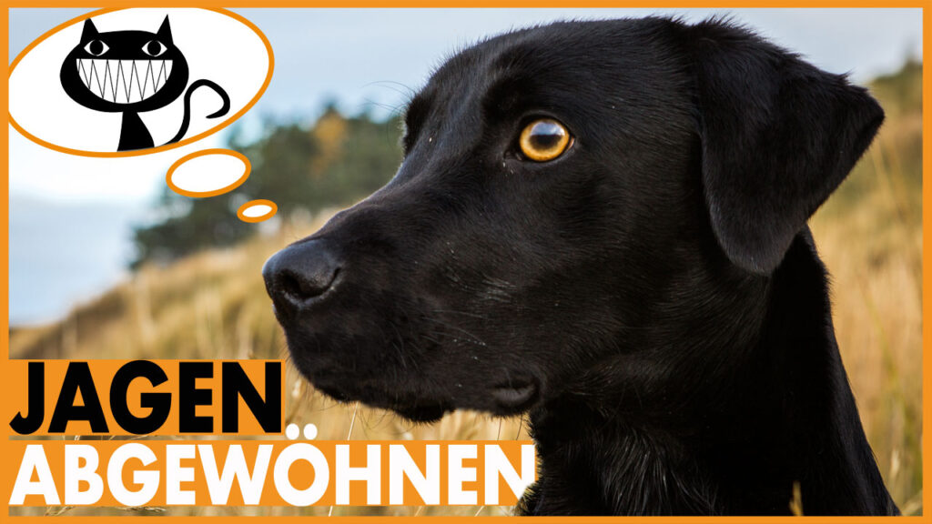 hund jagen abgewoehnen dogstv