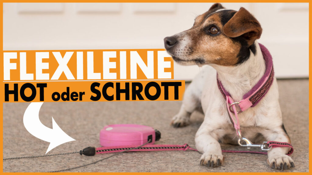 flexileine für hund dogstv