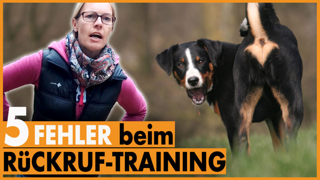 hund kommt nicht dogstv