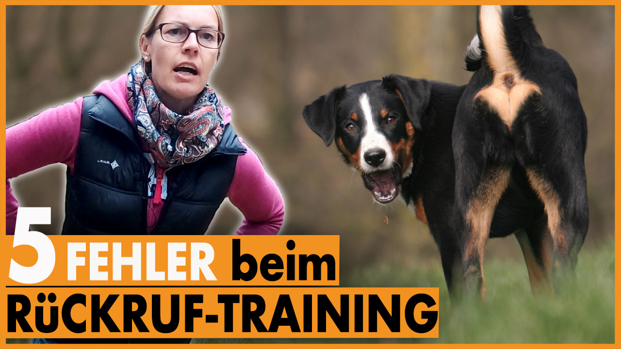Hund kommt nicht I 5 häufige Fehler beim Rückruftraining