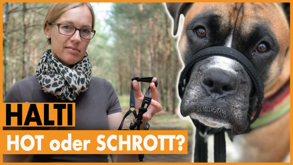 halti für hunde hund zieht extrem an der leine dogstv