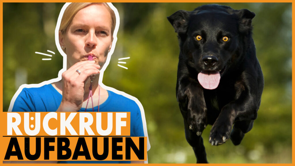 hund rueckruf training dogstv