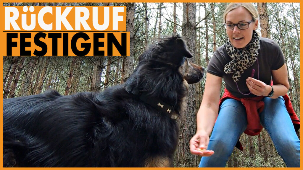 hund rueckruf trainieren dogstv