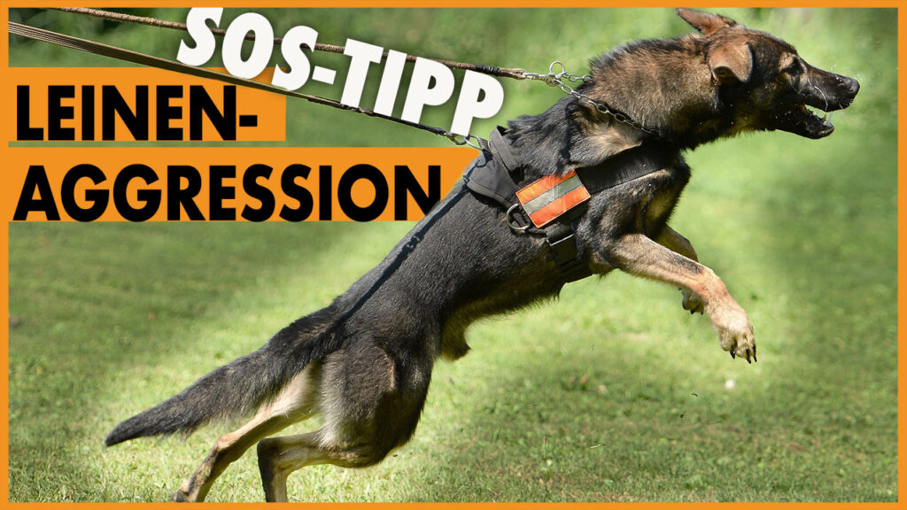 hund bellt andere hunde an leinenaggression tipp dogstv
