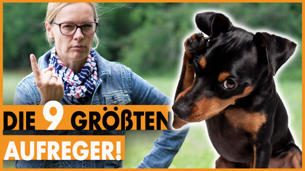 regeln für hundehalter dogstv