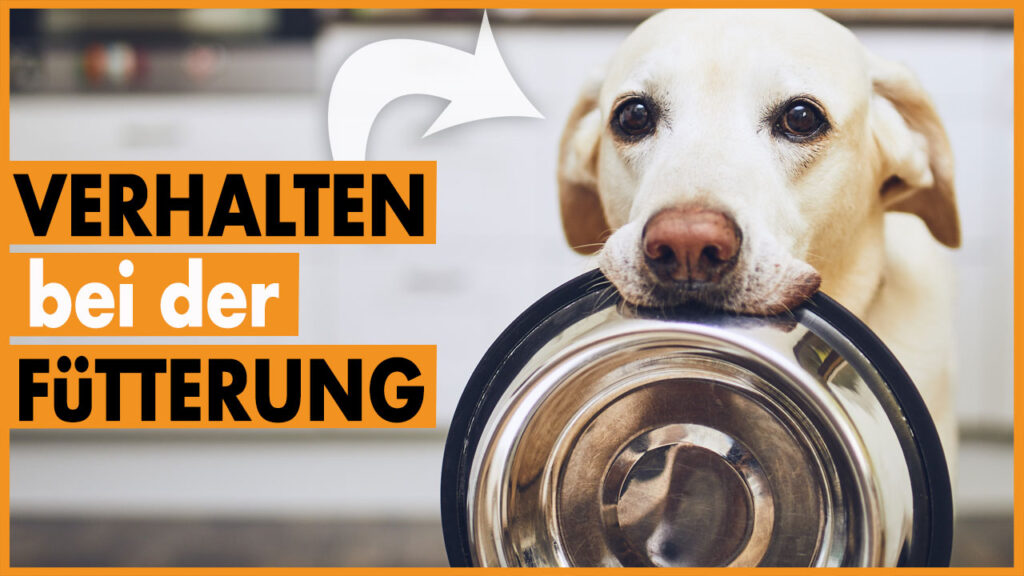 aufgeregter hund beim füttern