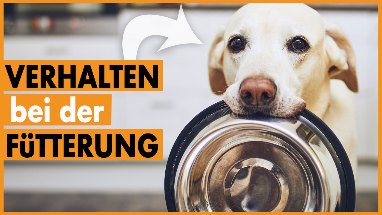 Aufgeregter Hund Beim Futtern I Tipps Fur Die Futterung