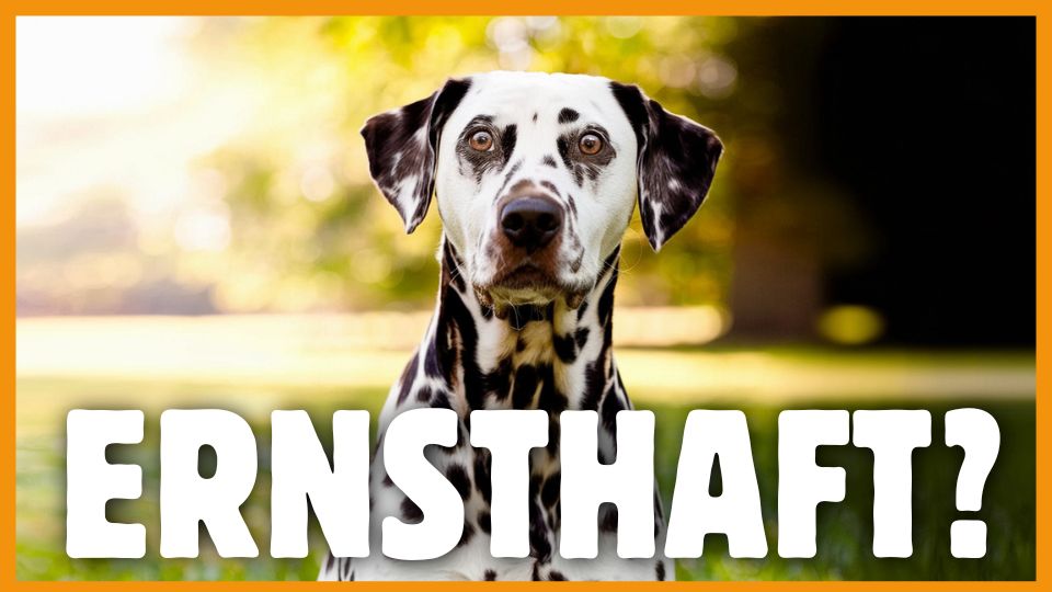 hundeerziehungstipps dogstv
