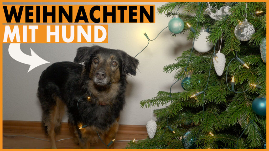 weihnachten mit hund dogstv