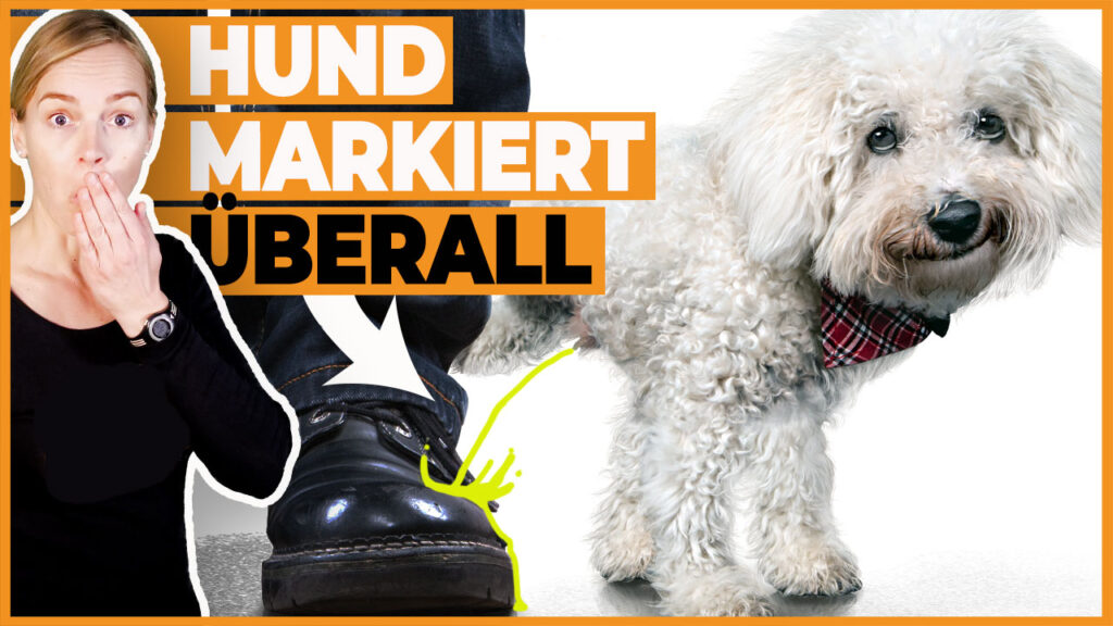 hund markiert überall dogstv