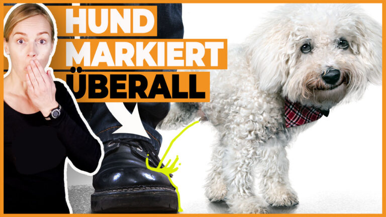 Hund markiert überall I Tipps wenn Hunde in der Wohnung markieren