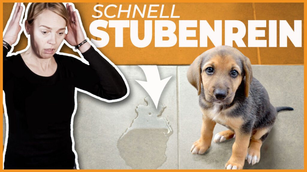 hund stubenrein bekommen welpe stubenrein dogstv