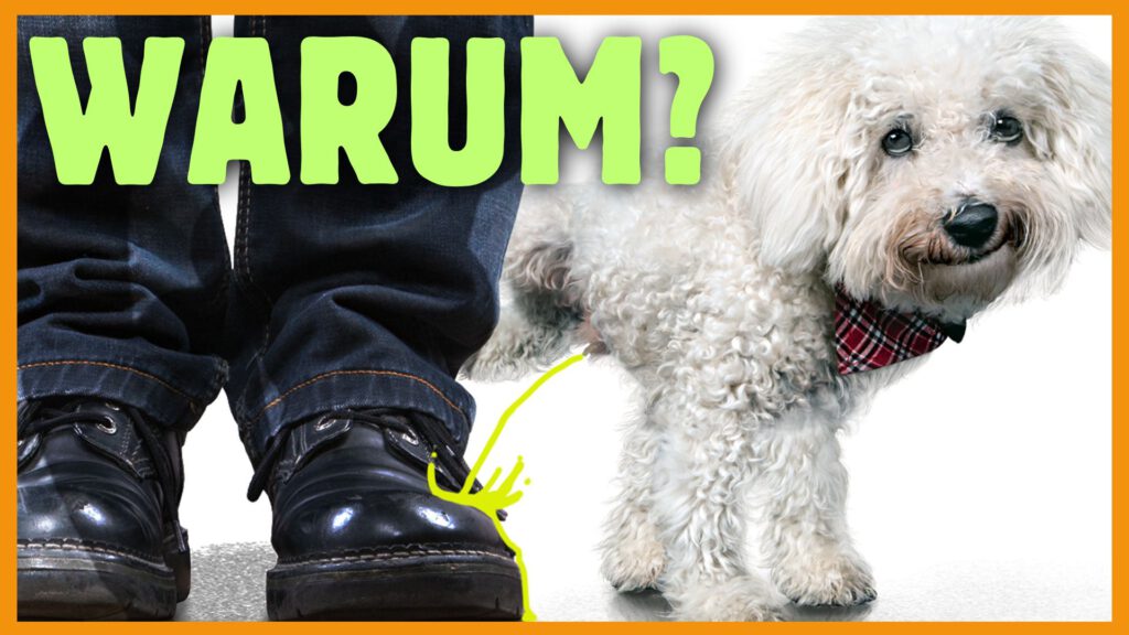 hund markiert dogstv