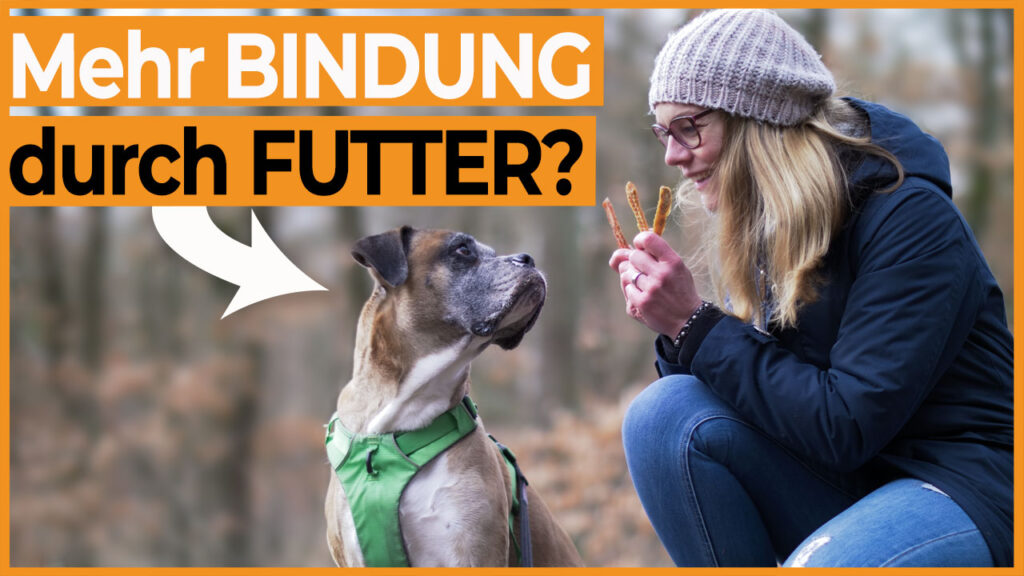 hundeerziehung ohne leckerli dogstv