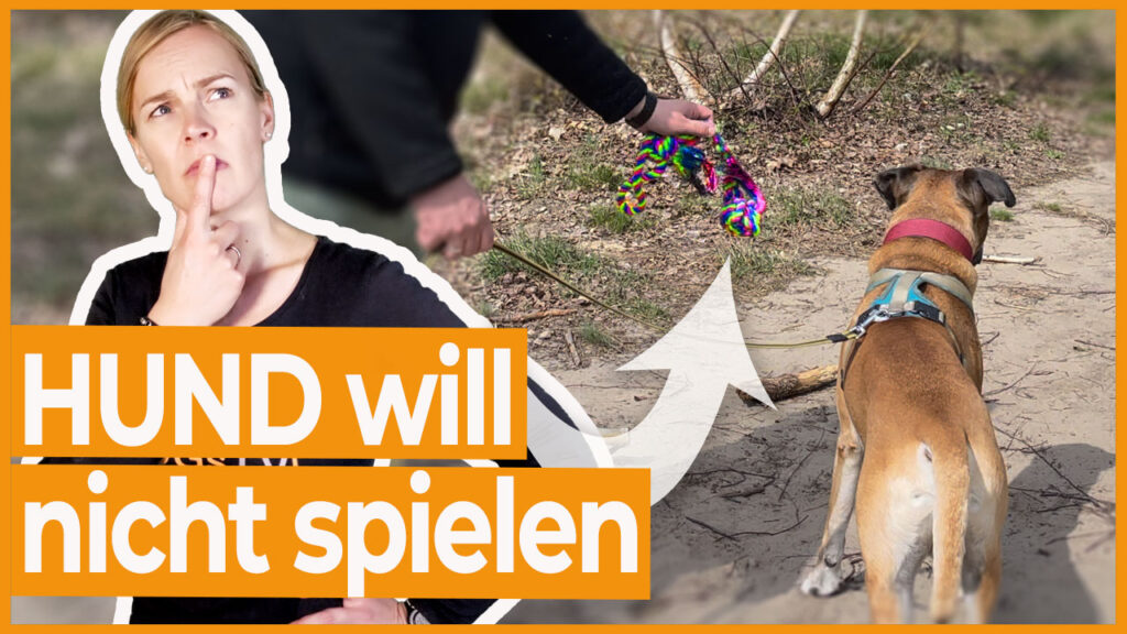 hund spielt nicht zergel