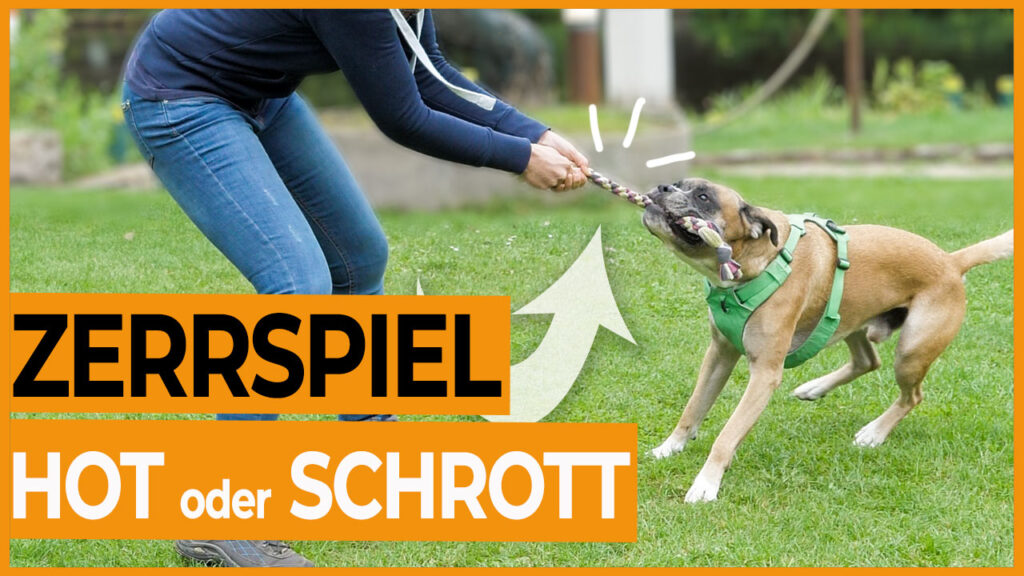 zerrspiel hund zerrspiele dogstv