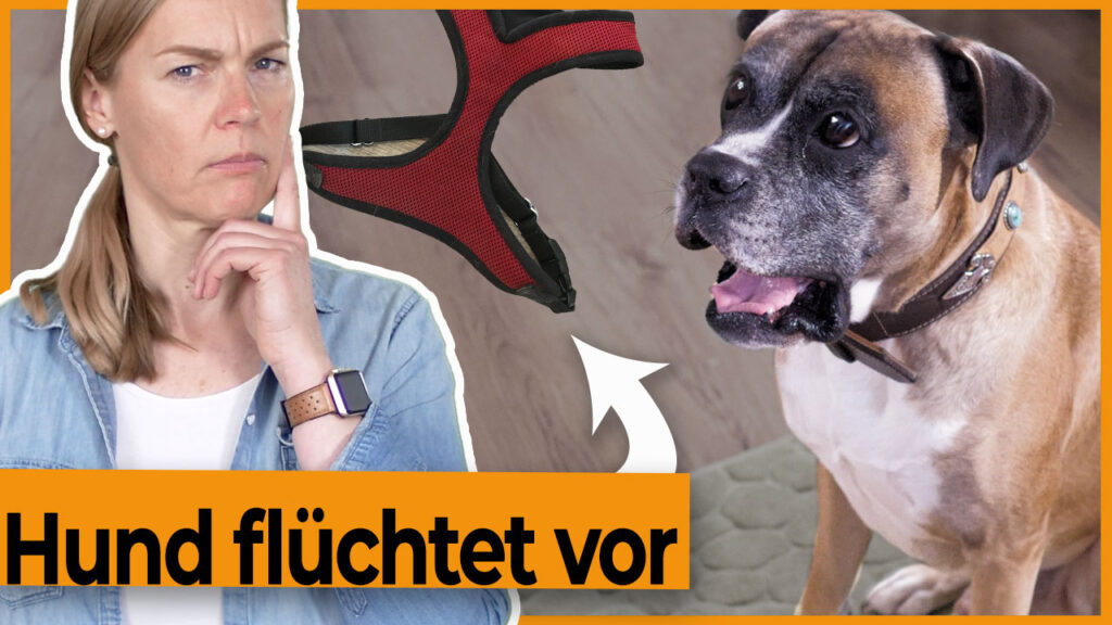 hund an geschirr gewoehnen dogstv