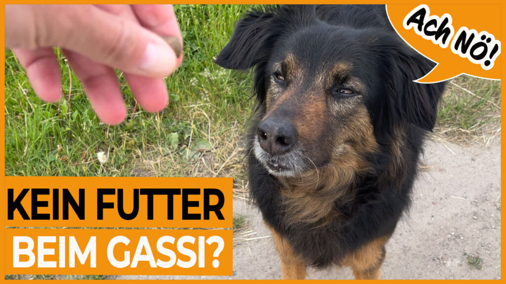 hund reagiert nicht auf leckerlis dogstv