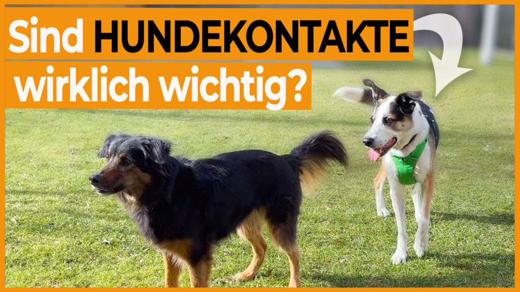 hundebegegnung hundekontakt dogstv