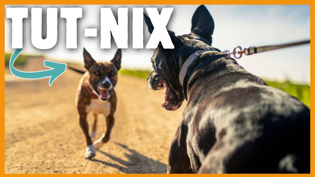 Hundebegegnungen dogstv