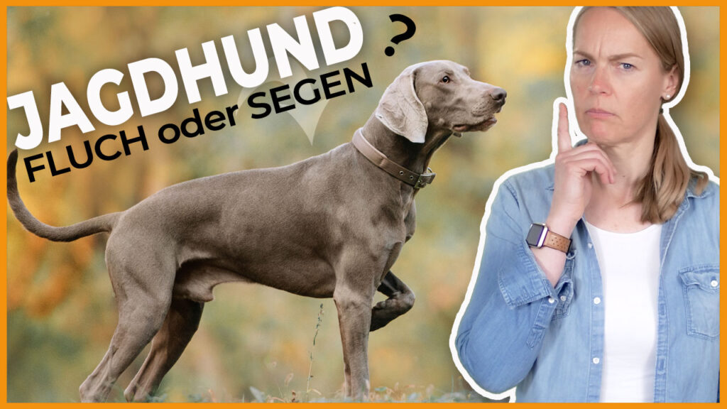 jagdhund beschaeftigen spiele dogstv