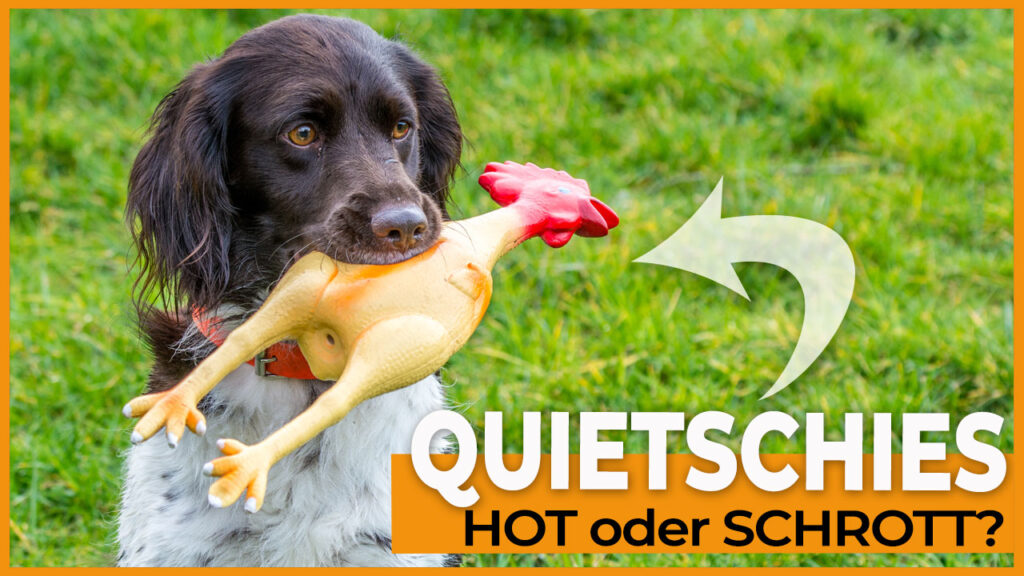 quietschspielzeug hunde dogstv