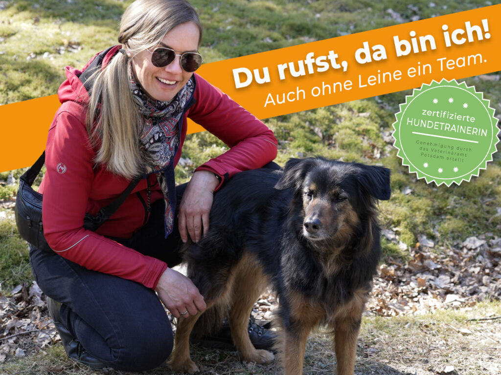 hund rückruf trainieren kurs dogstv