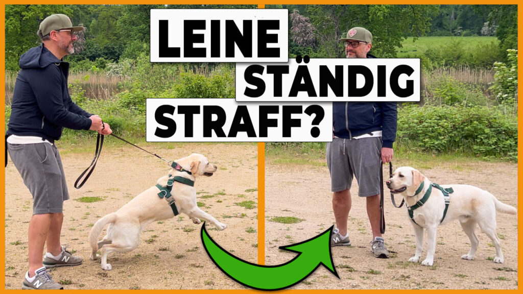 hund an straffer leine hund mit lockerer leine