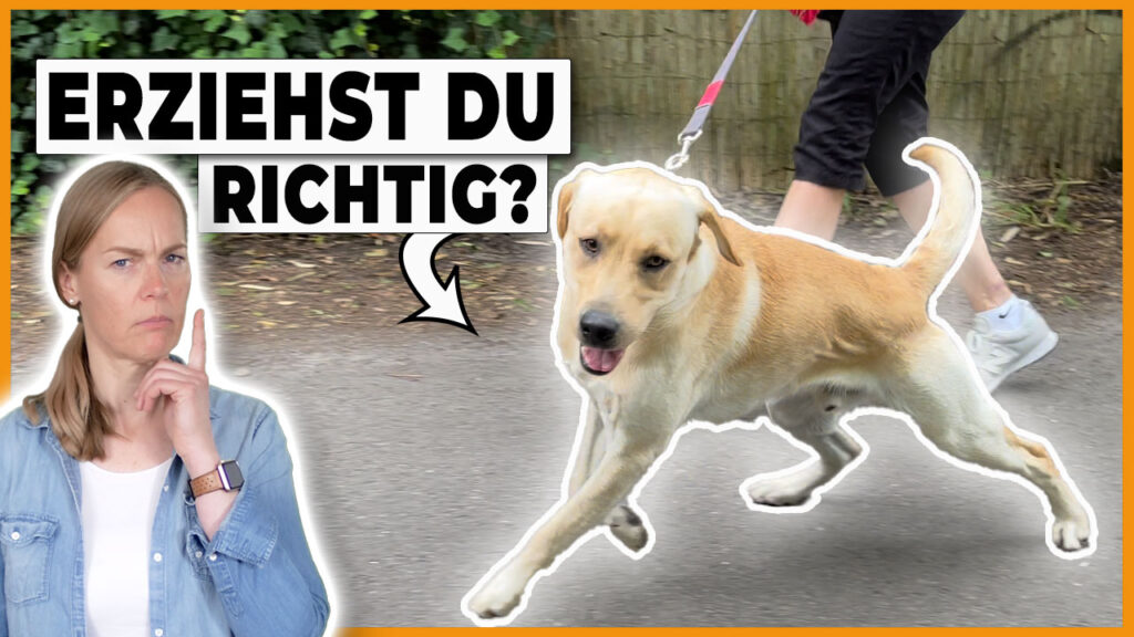 hund zieht, hund impulskontrolle üben