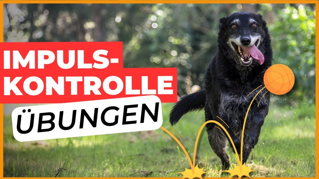 hund ohne impulskontrolle springt ball hinterher